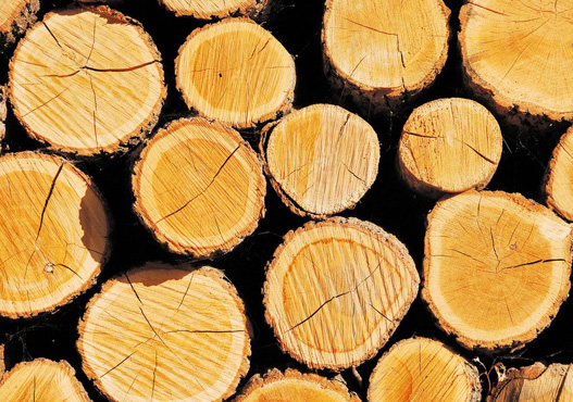 木材资源紧缺 地板价格受冲击